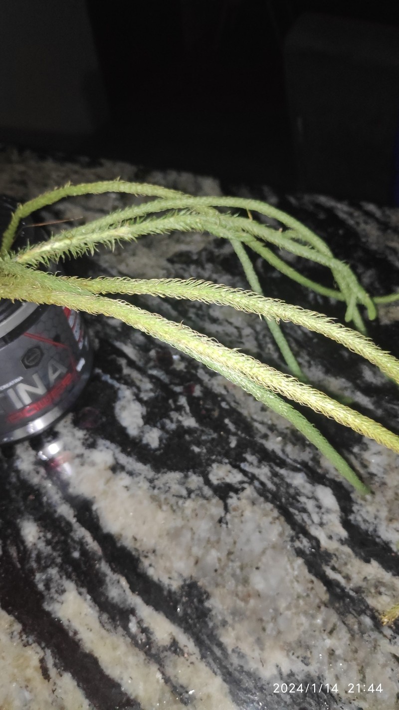 Lycopodiella longipes photo 3