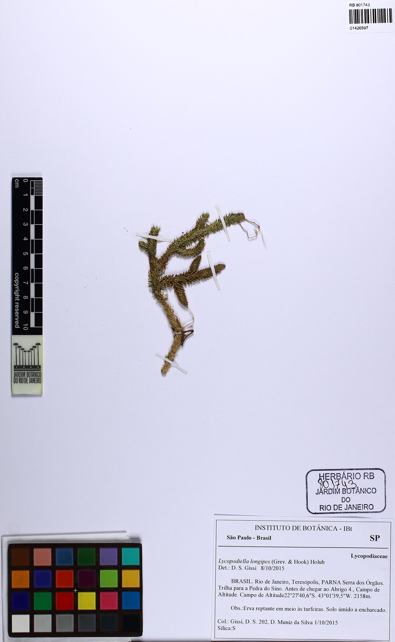 Lycopodiella longipes photo 5
