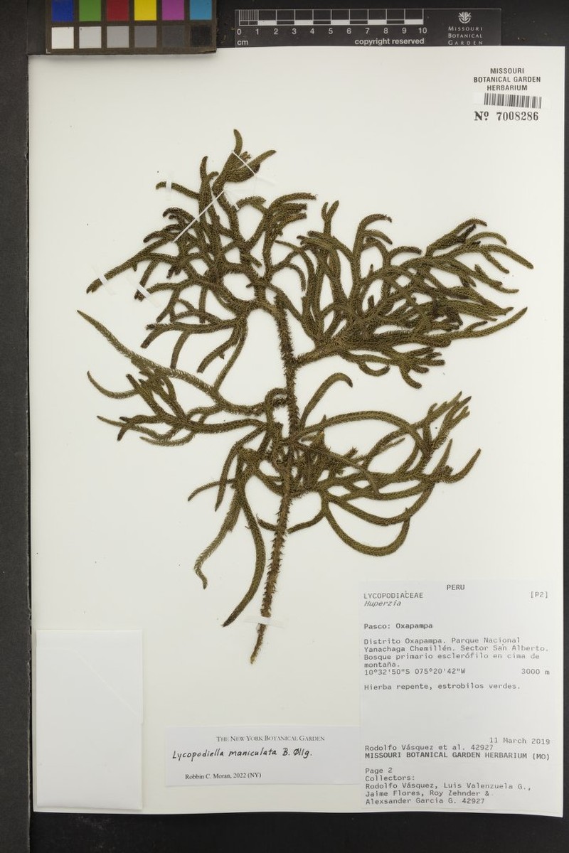 Lycopodiella maniculata