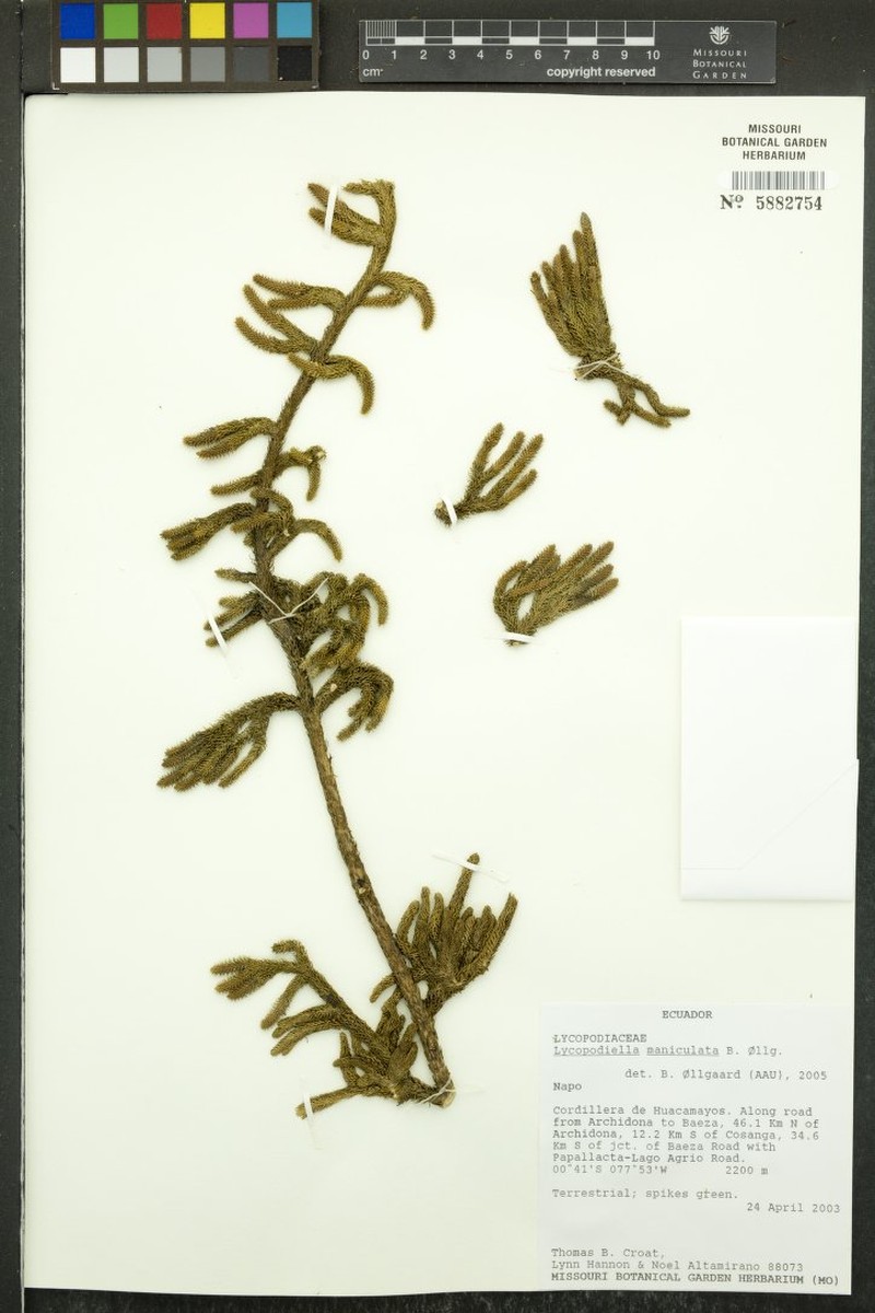 Lycopodiella maniculata photo 2