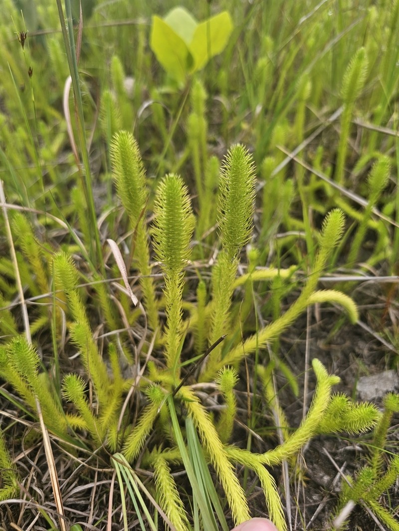Lycopodiella margueriteae