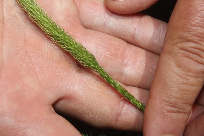 Lycopodiella margueriteae photo 2