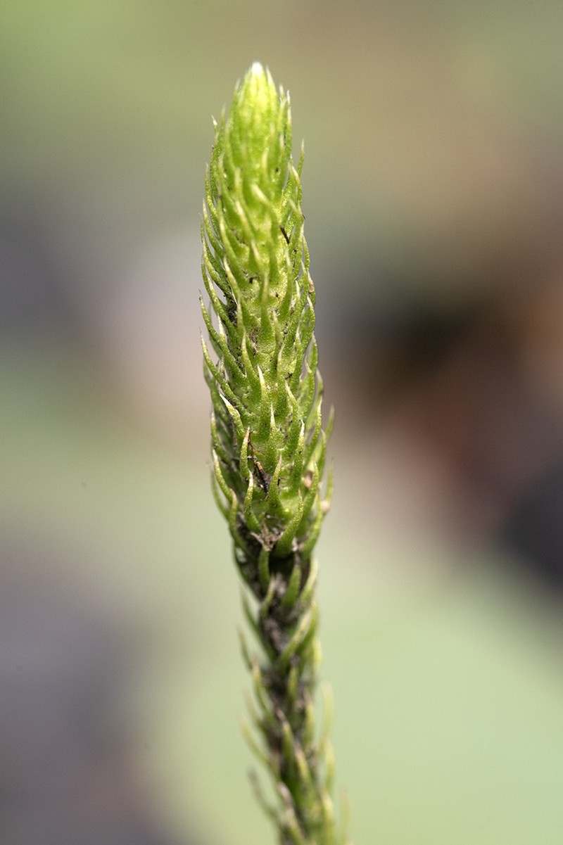 Lycopodiella margueriteae photo 5