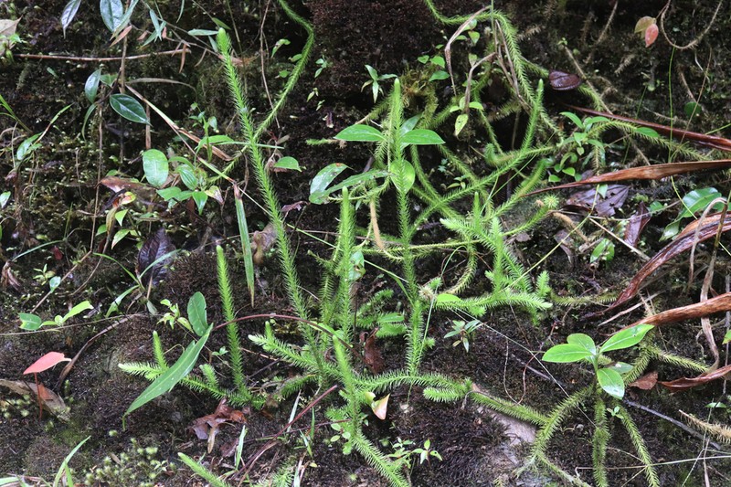 Lycopodiella mathewsii