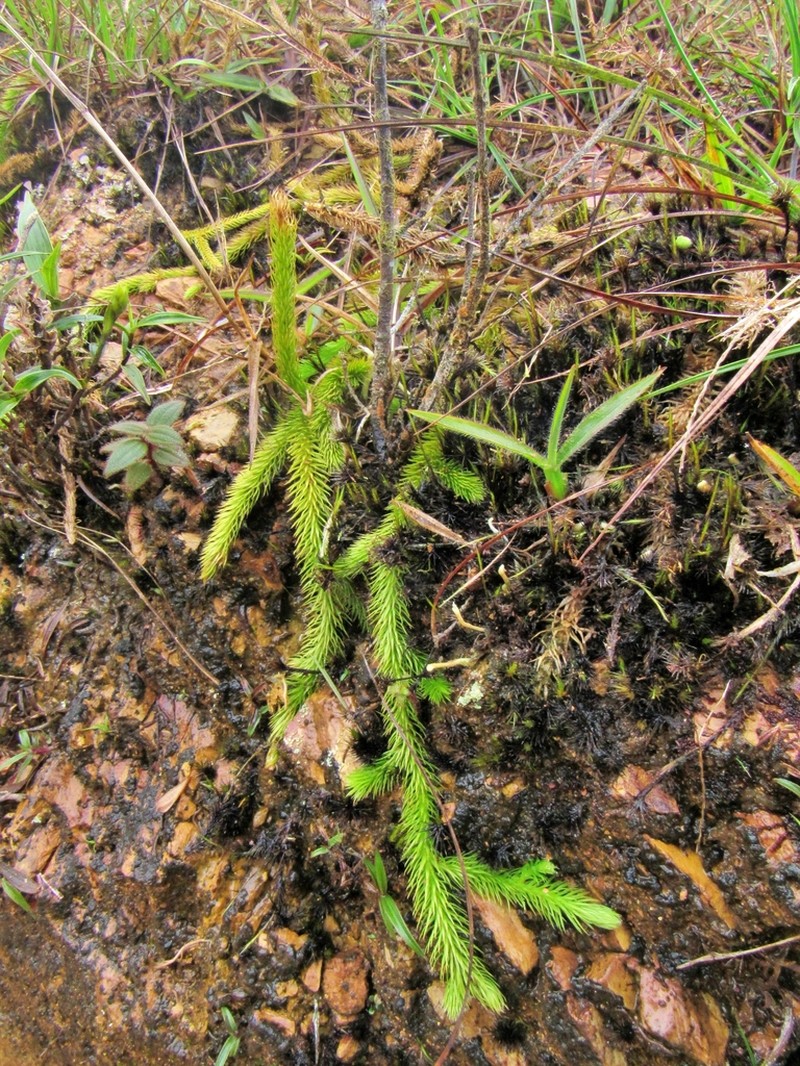 Lycopodiella mathewsii photo 2