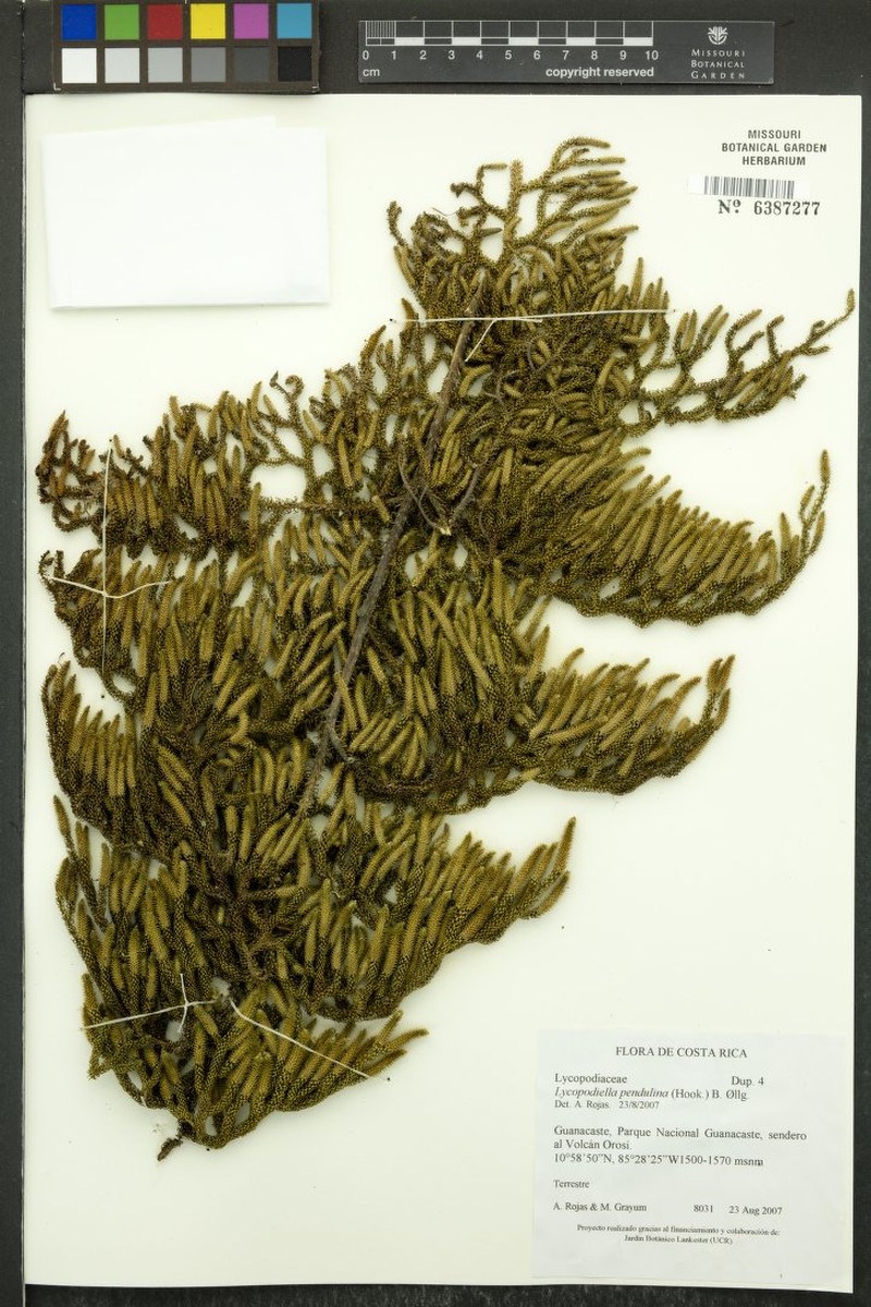 Lycopodiella pendulina