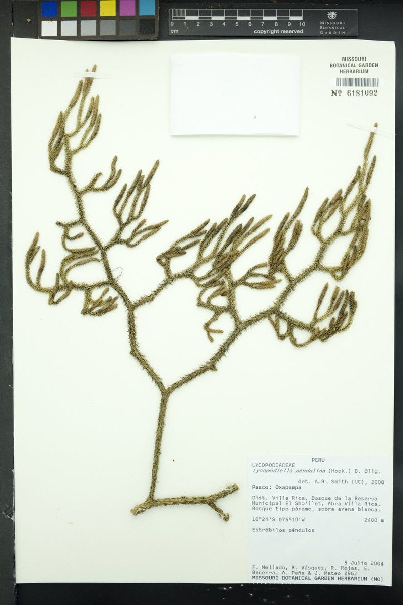 Lycopodiella pendulina photo 2