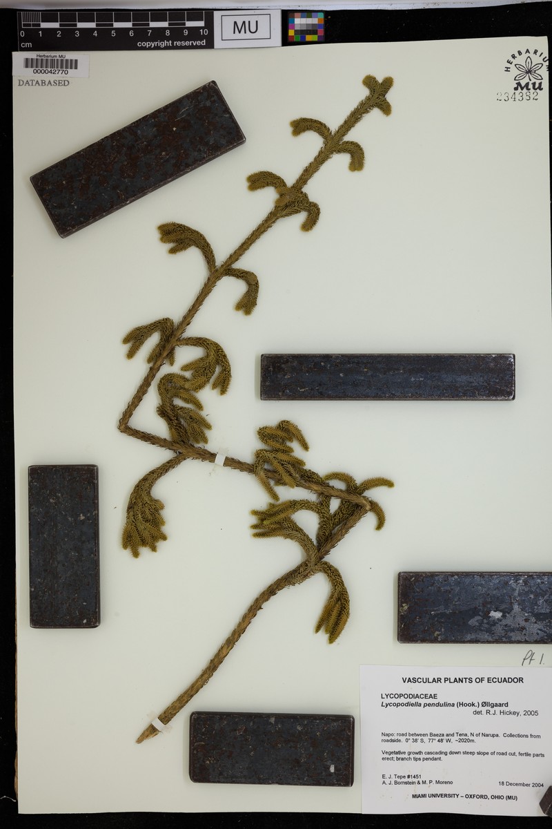 Lycopodiella pendulina photo 3
