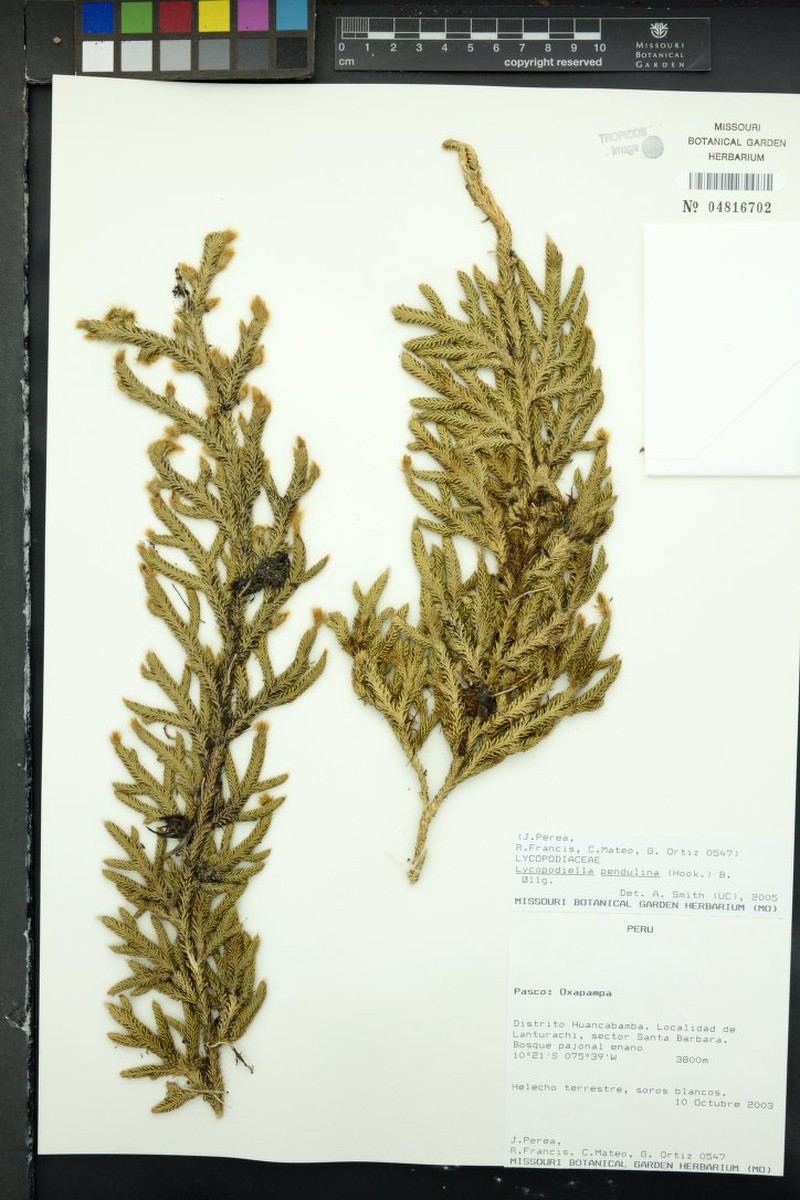 Lycopodiella pendulina photo 4