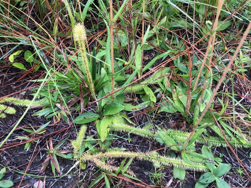 Featherstem Clubmoss