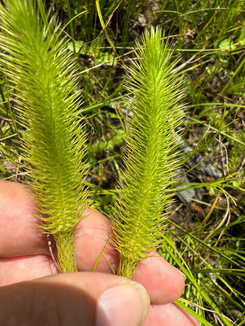 Featherstem Clubmoss photo 2
