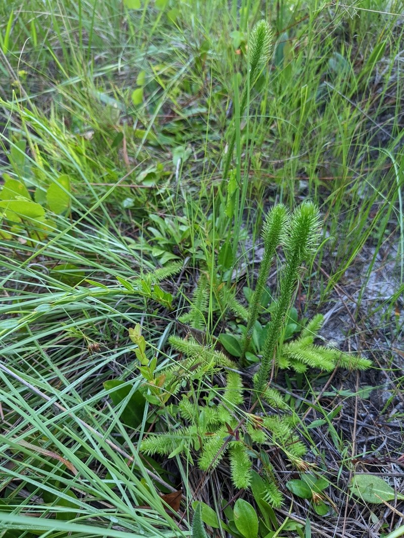 Featherstem Clubmoss photo 3