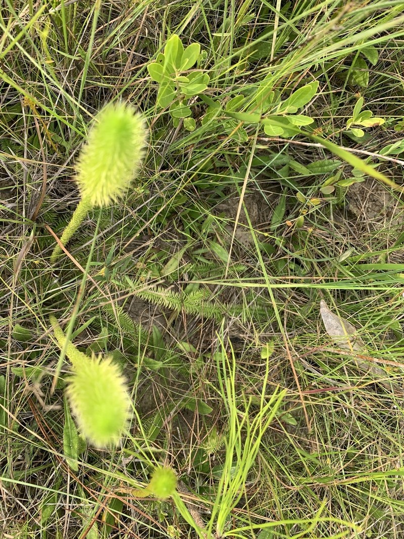 Featherstem Clubmoss photo 4