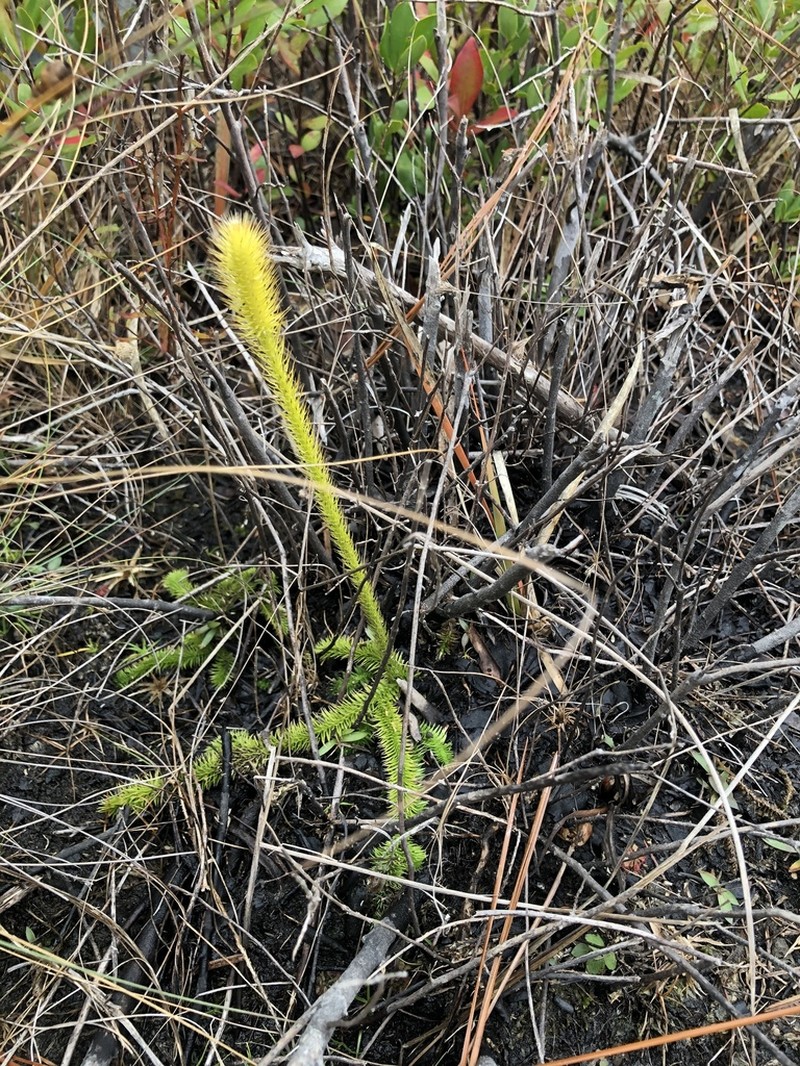 Featherstem Clubmoss photo 5