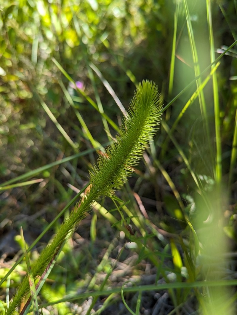 Featherstem Clubmoss photo 6