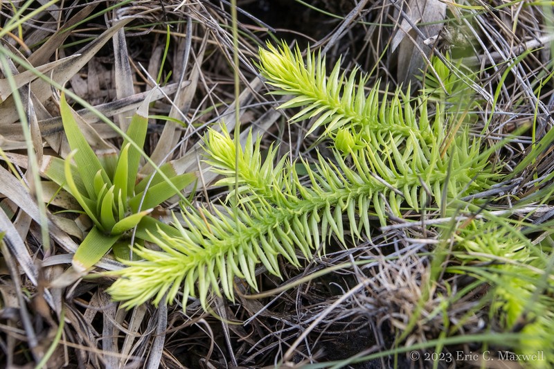 Featherstem Clubmoss photo 7
