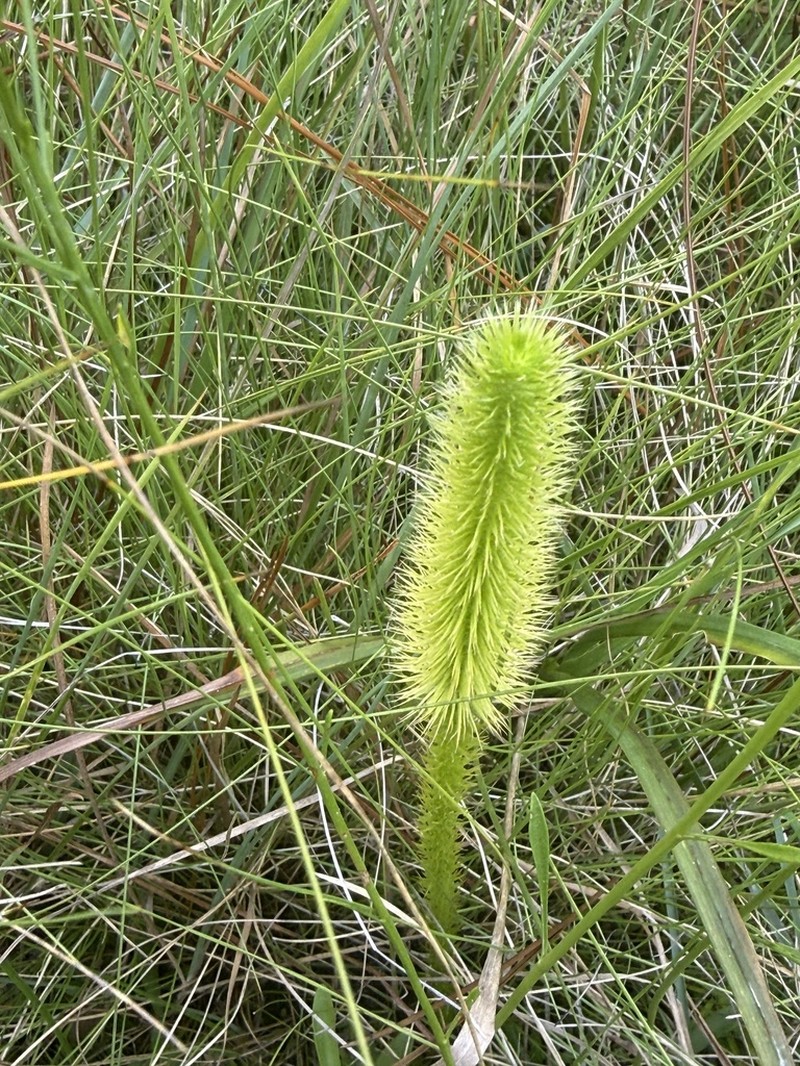 Featherstem Clubmoss photo 8