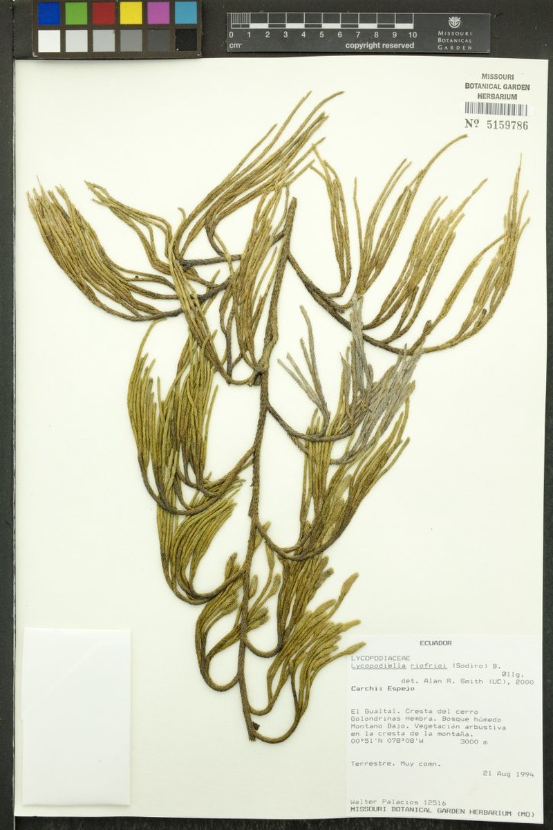Lycopodiella riofrioi
