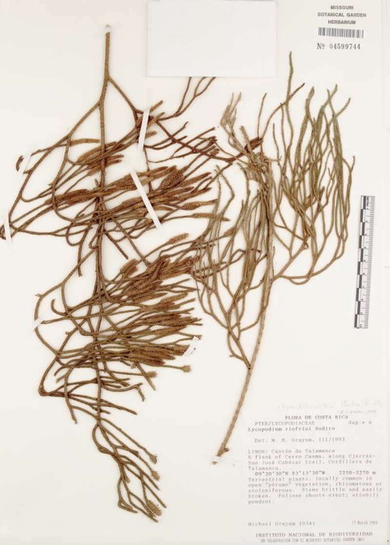 Lycopodiella riofrioi photo 2
