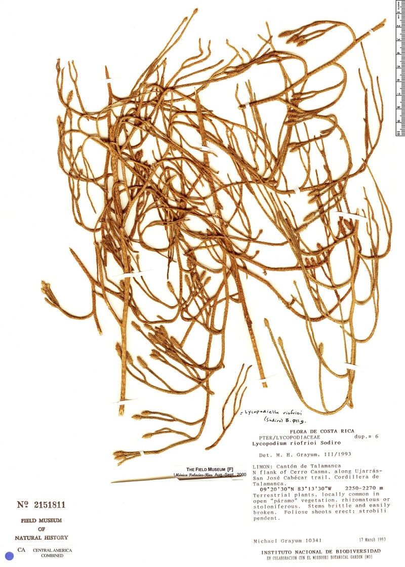 Lycopodiella riofrioi photo 3