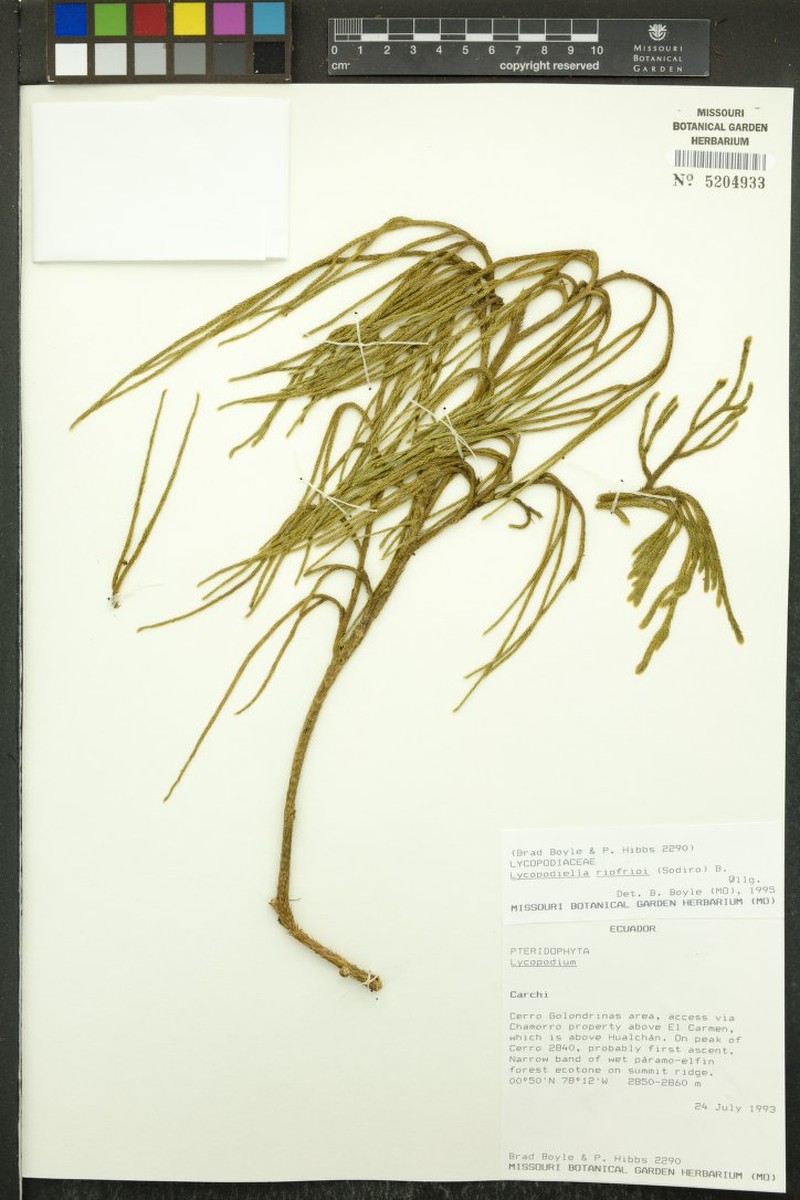 Lycopodiella riofrioi photo 4