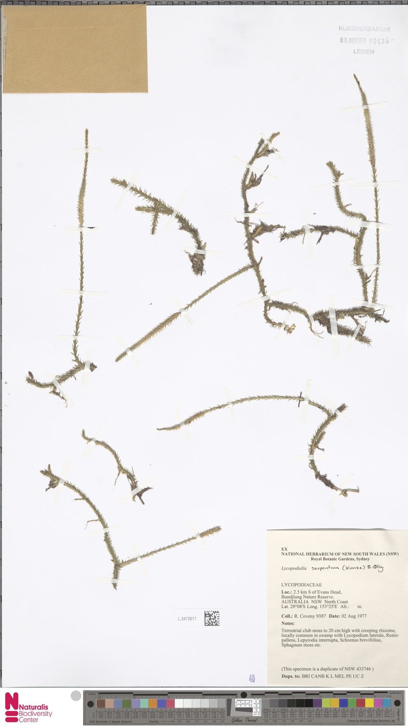 Lycopodiella serpentina photo 2