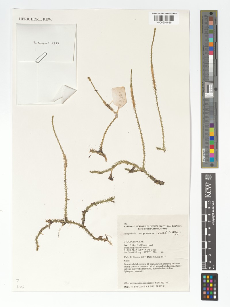 Lycopodiella serpentina photo 3
