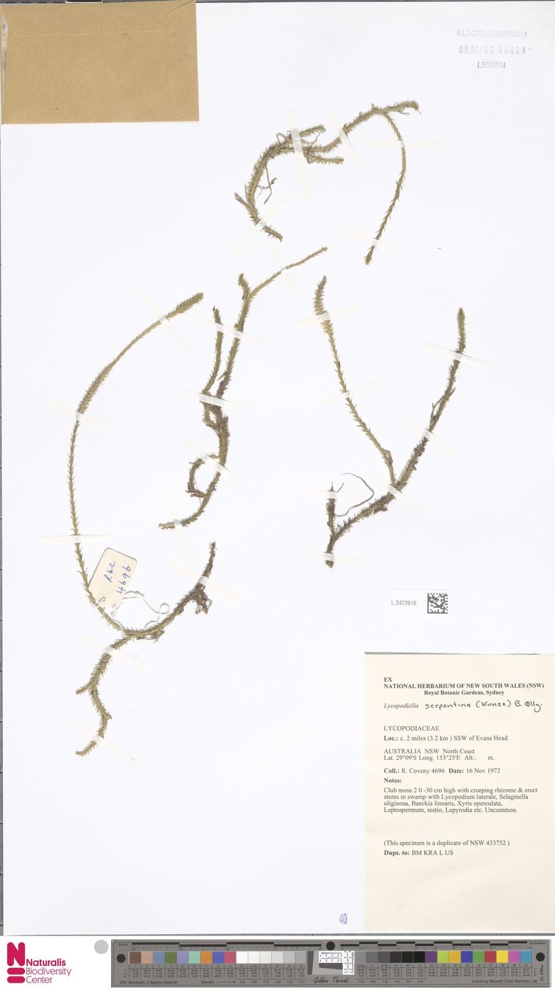 Lycopodiella serpentina photo 4