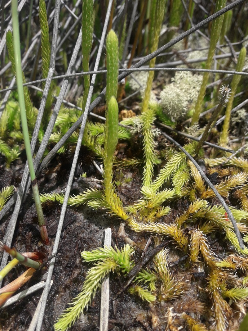 Lycopodiella serpentina