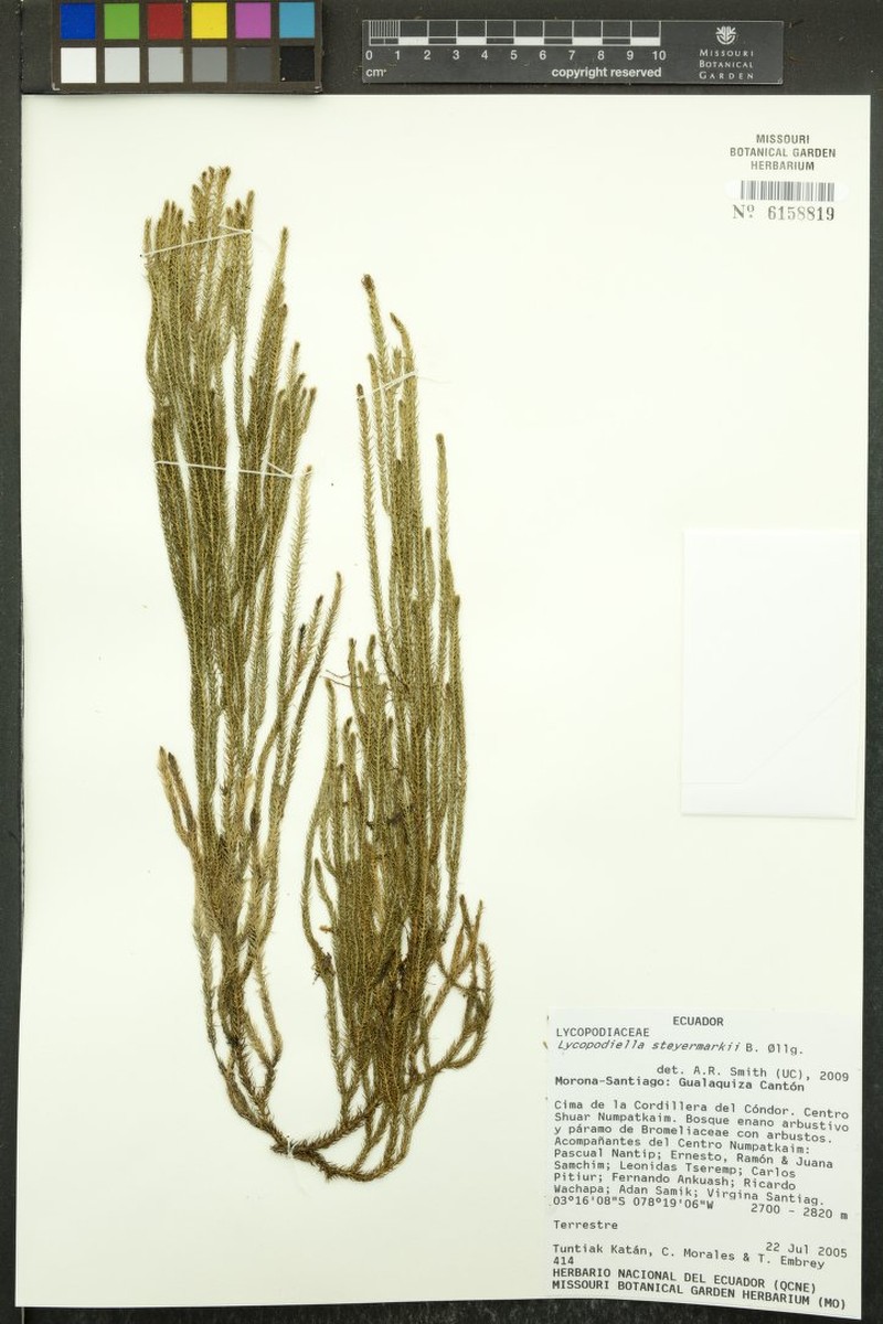 Lycopodiella steyermarkii