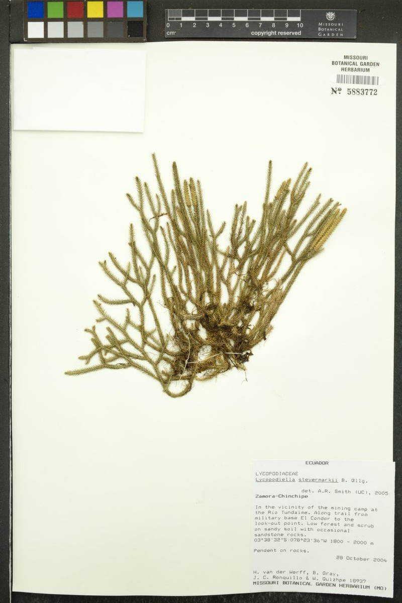 Lycopodiella steyermarkii photo 2