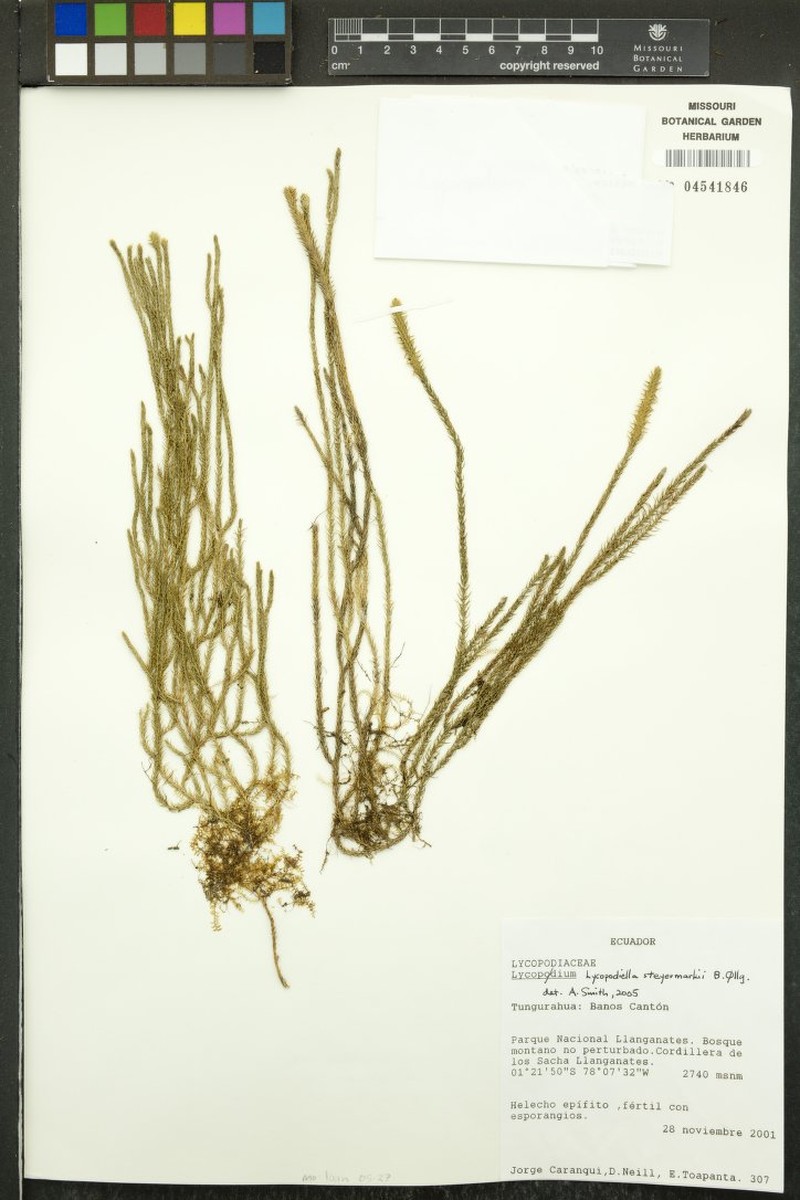 Lycopodiella steyermarkii photo 3