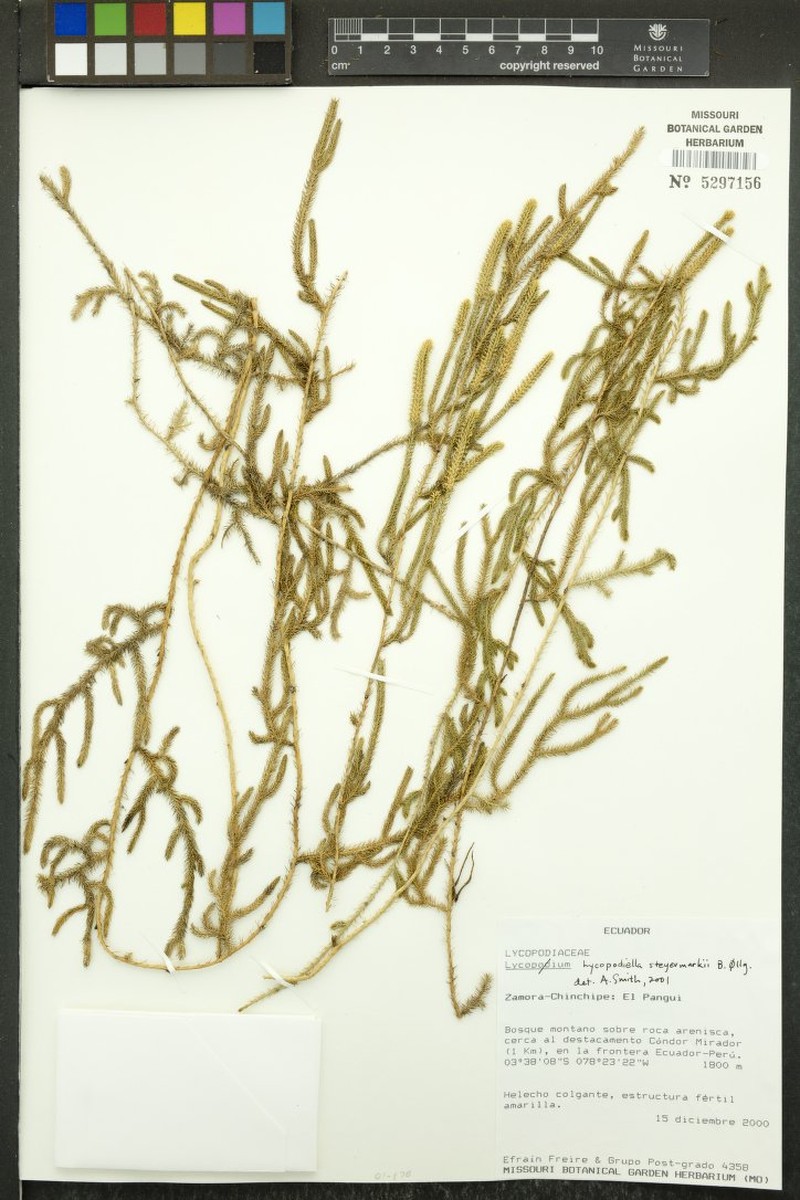 Lycopodiella steyermarkii photo 4