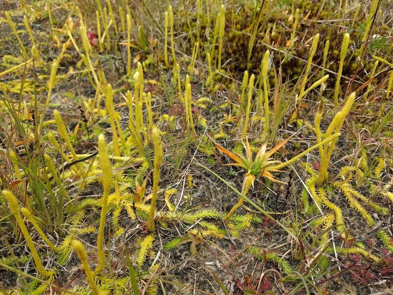 Northern Bog Clubmoss