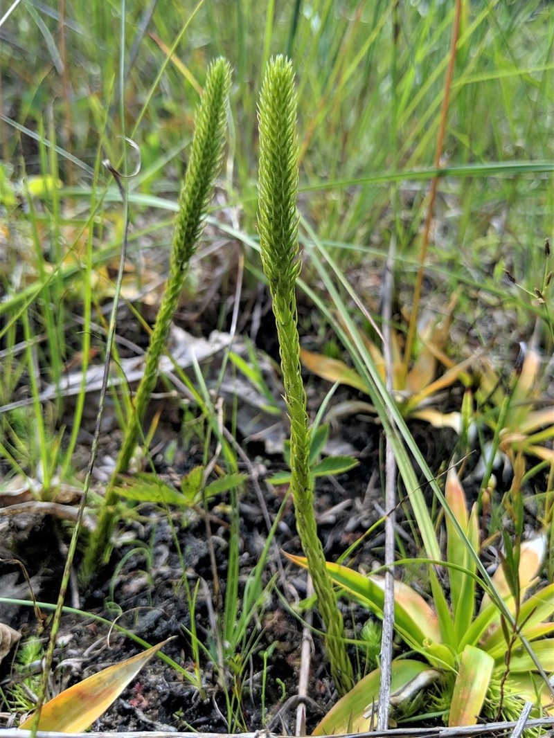 Northern Bog Clubmoss photo 3