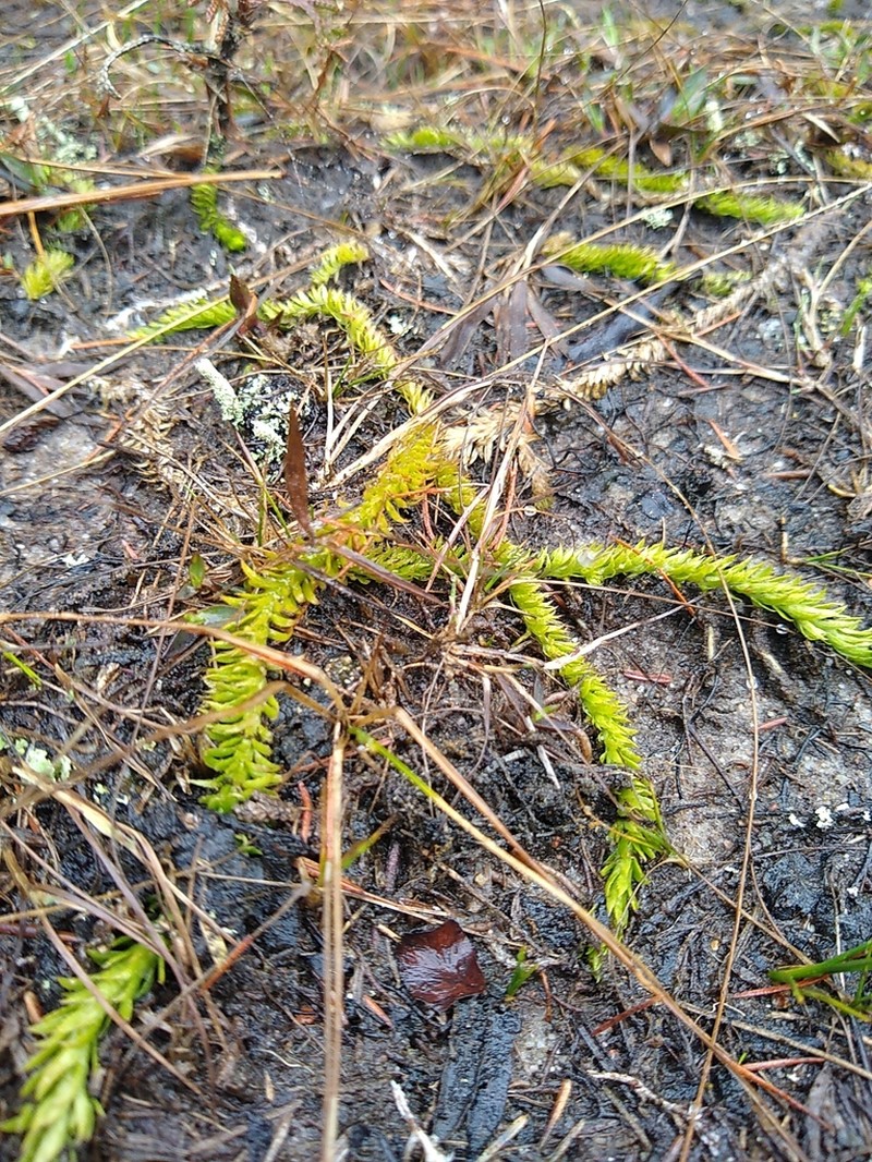 Northern Bog Clubmoss photo 4