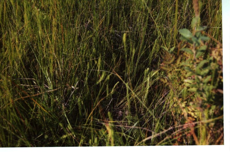 Northern Bog Clubmoss photo 5