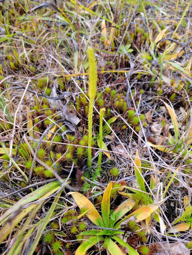 Northern Bog Clubmoss photo 7