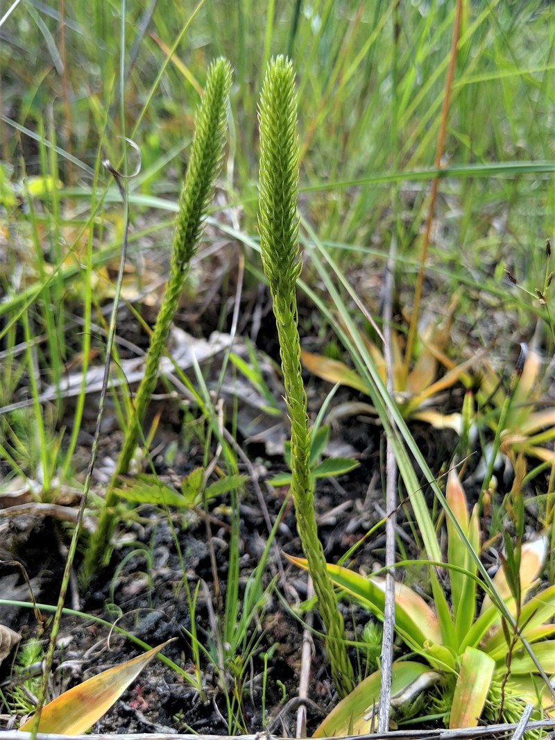 Northern Bog Clubmoss photo 8