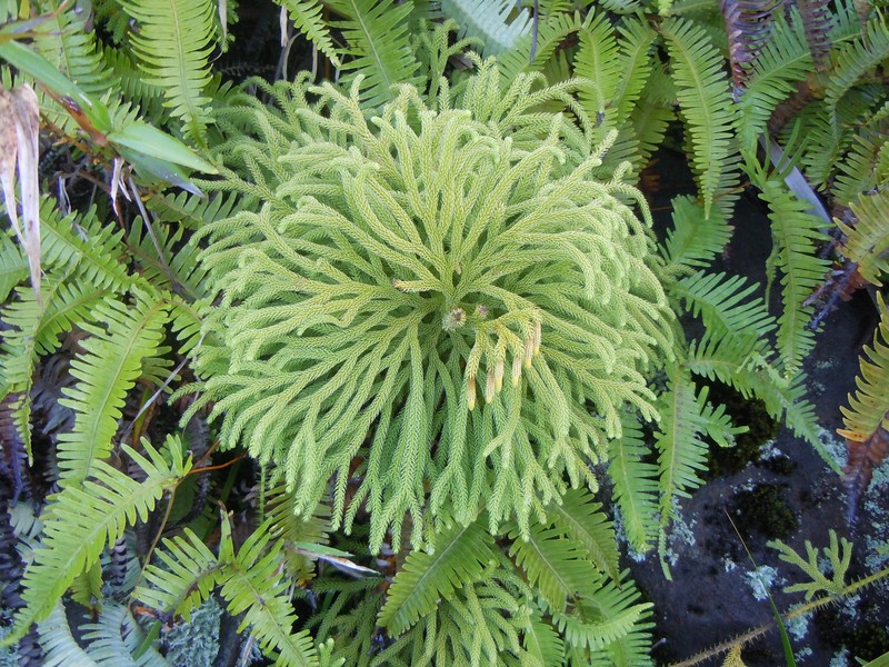 Lycopodiella torta