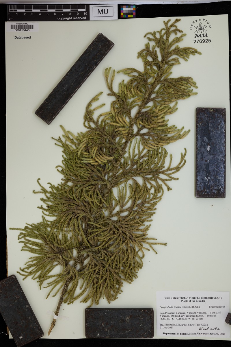 Lycopodiella trianae