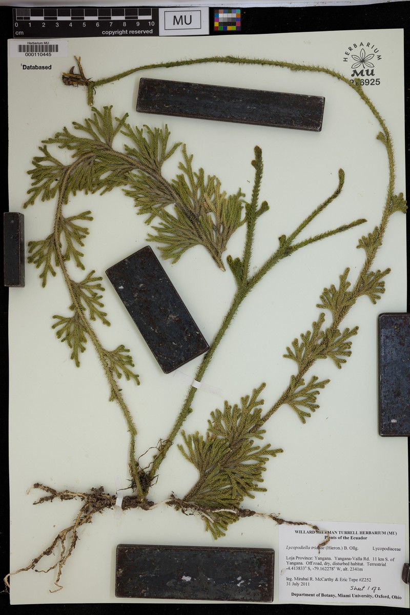 Lycopodiella trianae photo 2