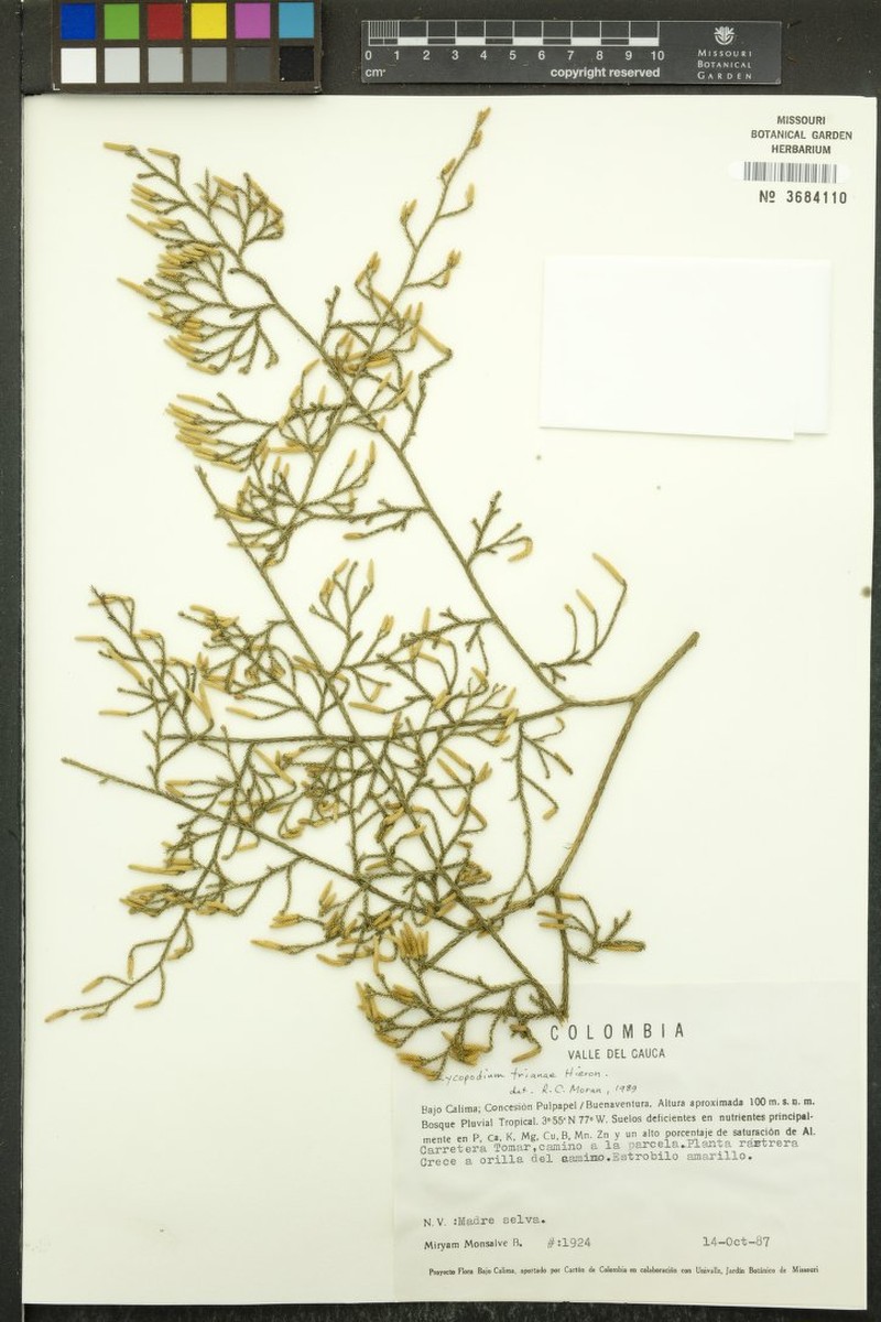 Lycopodiella trianae photo 3