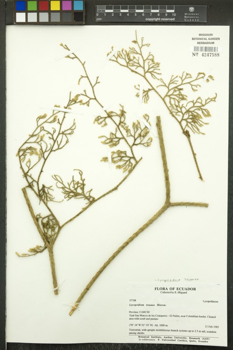 Lycopodiella trianae photo 4