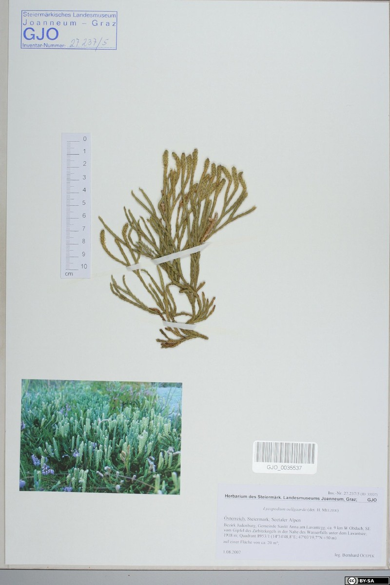 Lycopodium × oellgaardii
