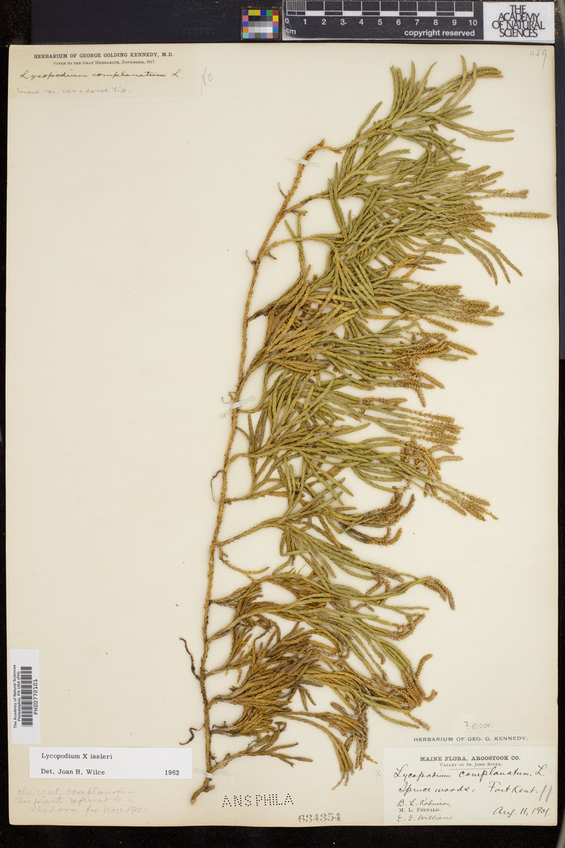 Clubmoss