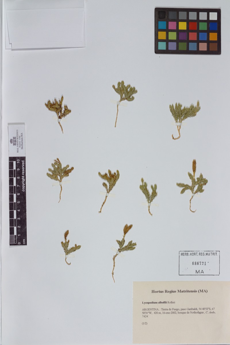 Lycopodium alboffii