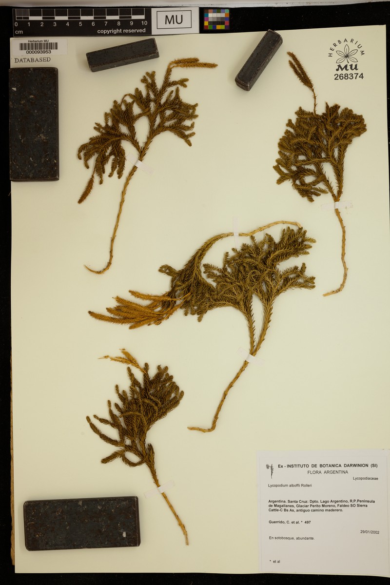 Lycopodium alboffii photo 2