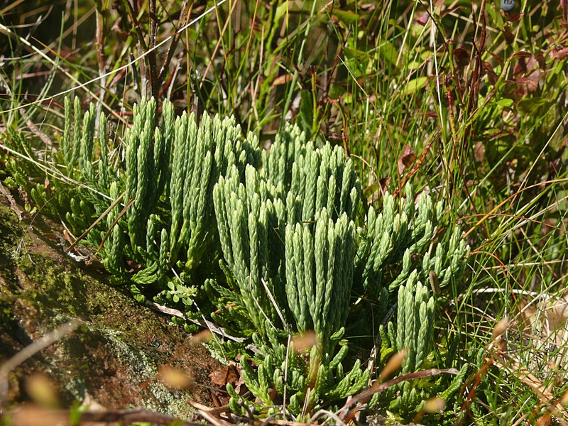 Alpine Clubmoss photo 3