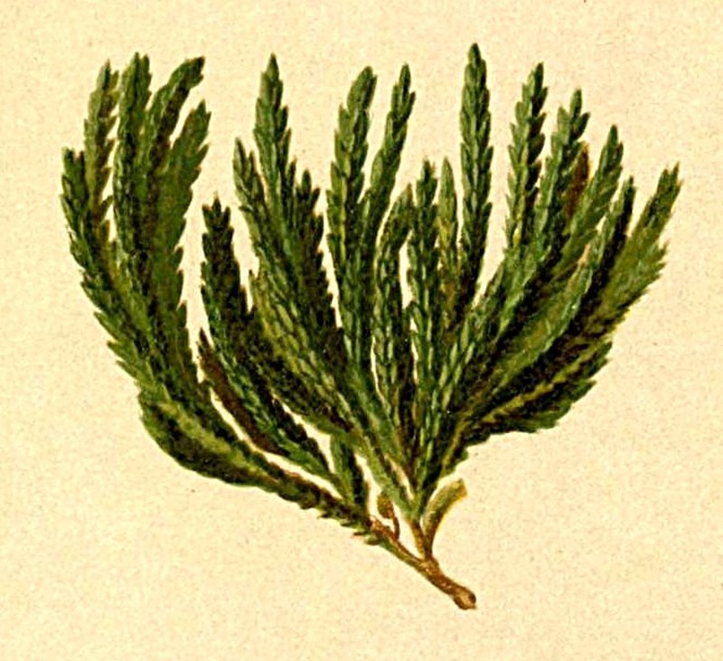Alpine Clubmoss photo 2